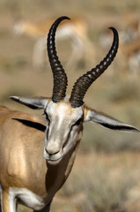 Springbok, Antidorcas marsupialis, Afrique du Sud