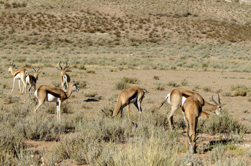 Fototapeta premium Springbok, Antidorcas marsupialis, Afrique du Sud