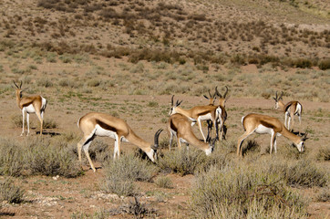 Naklejka premium Springbok, Antidorcas marsupialis, Afrique du Sud