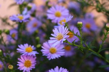 daisies in the garden