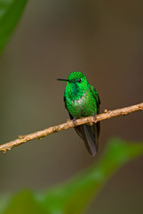 Rufous-vented Whitetip - Urosticte ruficrissa, beautiful green shining hummingbird from Andean slopes of South America, Wild Sumaco, Ecuador.