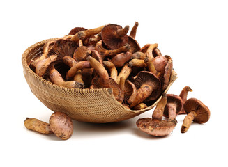 boletus mushrooms on white background