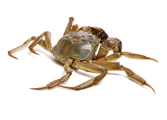 Crab isolated in white background
