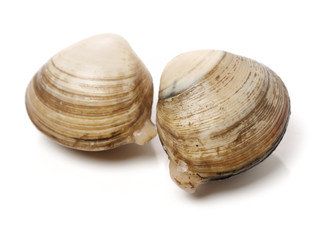 fresh raw Surf clam on white background