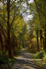 Beautiful autumn landscape: A path in a forest.