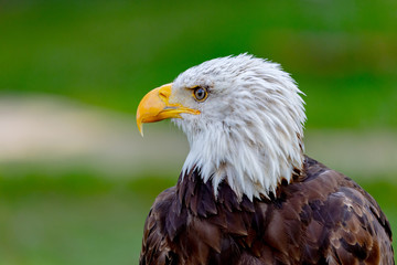 American symbol