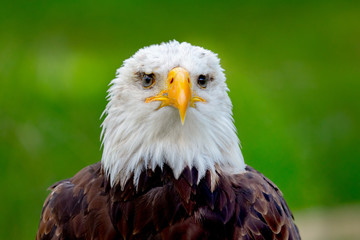 American symbol