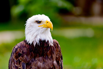 American symbol