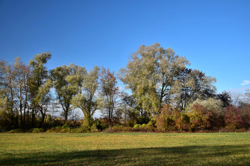 Obraz premium Beautiful autumn landscape with row of trees.