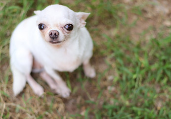 Fototapete Adorable Brown Chihuahua Dog Sitting Looking Up At Camera With His Tongue Out Chihuahua Dog Sitting In Morning Sun Outdoor Phuttharak