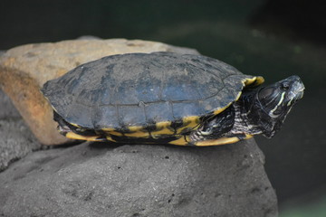 Fototapeta premium turtle