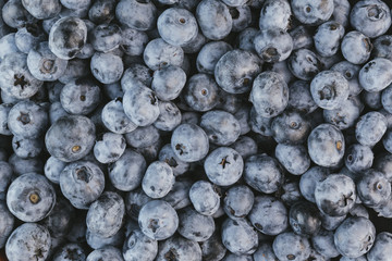 Raw fresh blueberries background with closeup on large group of berries.