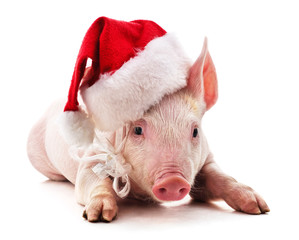 Piggy in Christmas hat. © voren1