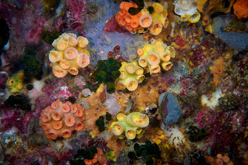 Obraz na płótnie Canvas hard coral