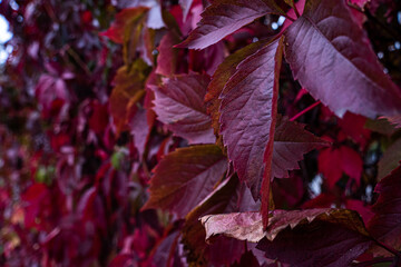 red autumn leaves