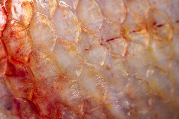 Obraz na płótnie Canvas Texture of fish scales (Oreochromis niloticus),(Nile tiapia)