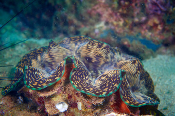 Giant clam
