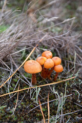 small brown mushrooms in the forest 