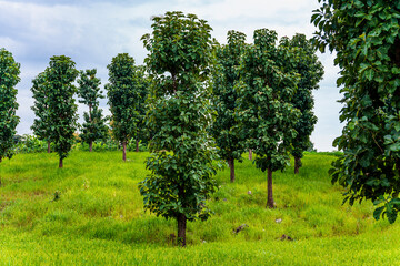 Teak trees and rice on the mountains