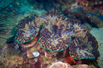 Giant clam