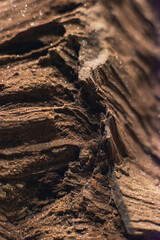 Close-up photo of petrified wood.