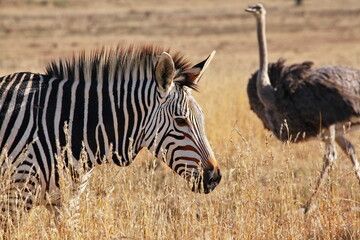 Bergzebra mit Strauß