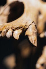Naklejka premium Close-up picture of teeth in skull of dinosaur.