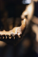 Close-up picture of teeth in skull of dinosaur.