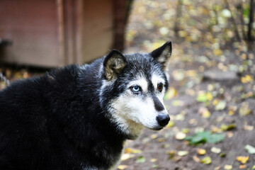 northern husky dog with different eyes