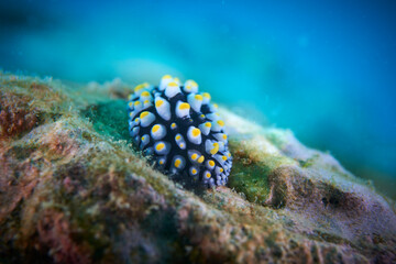 Nudibranch