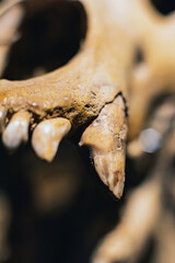Naklejka premium Close-up picture of teeth in skull of dinosaur.