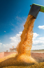 Unloading corn maize seeds.