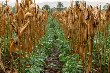 Integrated Planting Between corn and peppers