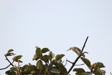 Heron on tree