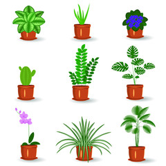 Set of potted flower icons on white background. Images of potted flowers violet, cactus, palm, monstera, calatea, Orchid, aloe, zamioculcas isolated vector on white background