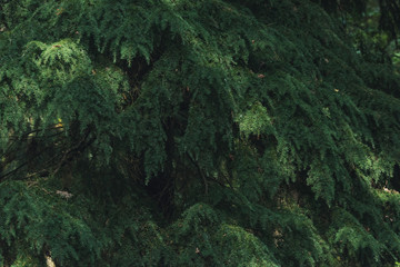 Dappled sunlight on needles of pine trees.