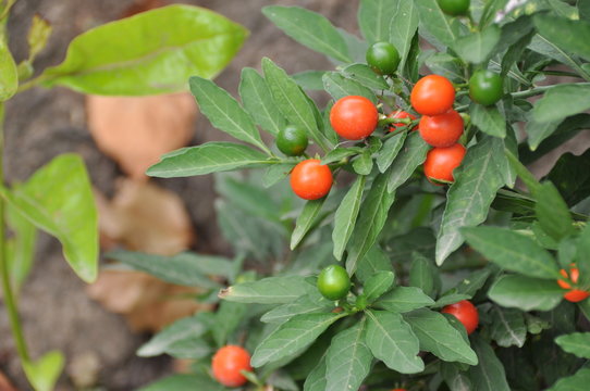 Madeira Winter Cherry Images Browse 356 Stock Photos Vectors And Video Adobe Stock