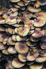 Close-up of large group of mushrooms.