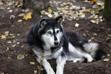 northern husky dog with different eyes