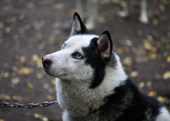 blue-eyed husky posing in the park