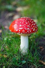 Fototapeta premium Fliegenpilz (Amanita muscaria) im Gras, Bremen, Deutschland