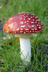 Fliegenpilz (Amanita muscaria) im Gras, Bremen, Deutschland