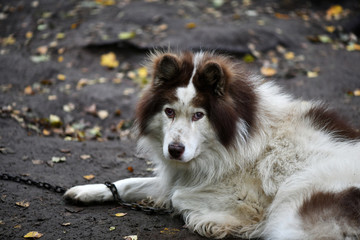 Fototapeta premium northern husky dogs - in a park kennel