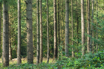 Fototapeta na wymiar Trunks in sunny pine forest.