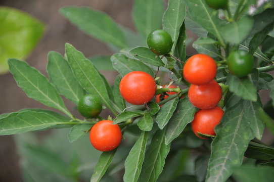 Madeira Winter Cherry Images Browse 361 Stock Photos Vectors And Video Adobe Stock