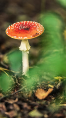 Red dotted mushroom between fallen leaves on forest ground.