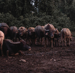 A group of buffalo lying on the water