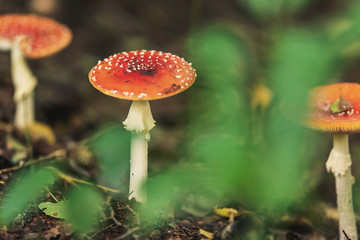 Three red dotted mushroom between fallen leaves on forest ground.