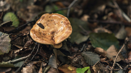Brown wet mushroom on forest ground in autumn.