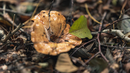 Brown wet mushroom on forest ground in autumn.